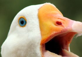 WATCH — ‘Hero’ Goose Alerts Texas Family to Fire: ‘He Was Sounding the Alarm’