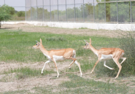 20 Blackbucks Rewilded in Banni Grassland on India’s 80th Independence Day, Advancing Native Wildlife Restoration