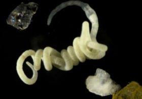 Biodegradable Plastic May Actually Become Food for Animals, Scientists Discover Suitable Enzymes