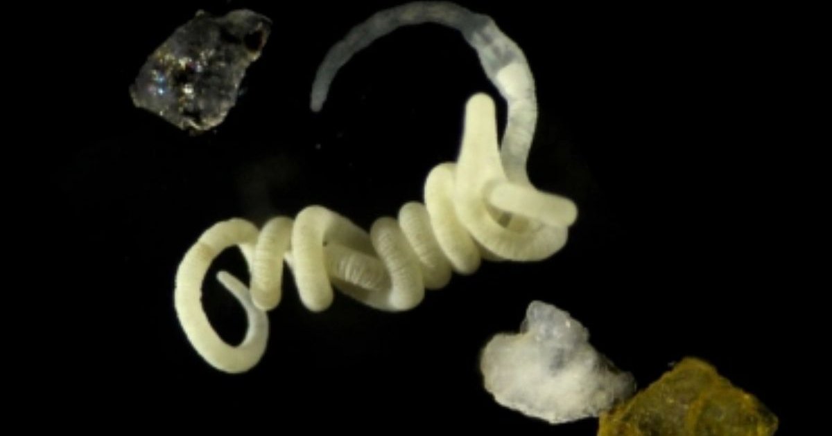 Biodegradable Plastic May Actually Become Food for Animals, Scientists Discover Suitable Enzymes gutless marine worm