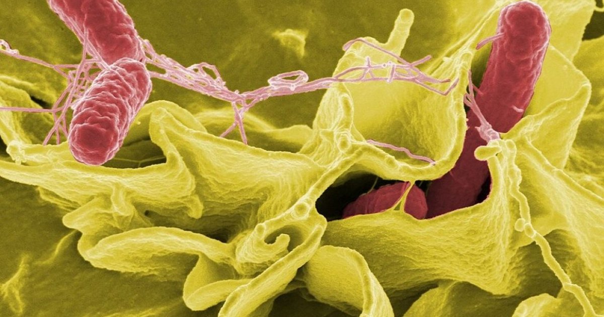 Twin Food Safety Emergencies Grip US as Egg Recall, Cyclospora Cases Rise icials are investigating separate salmonella cyclospora outbreaks tied recalled eggs