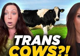 TRANS COWS? Why are male cattle suddenly lactating?