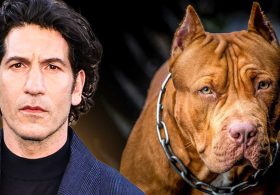 Actor’s pit bull defense takes an INSANE turn: ‘They were bred for violence’