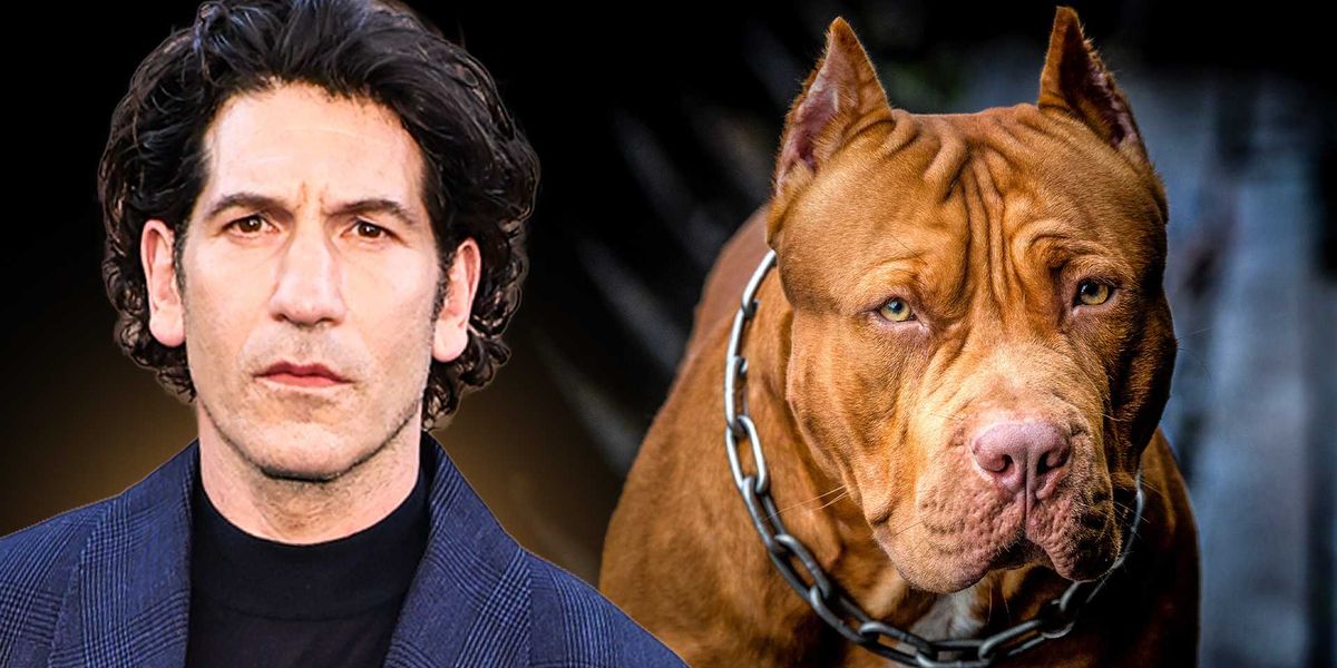 Actor’s pit bull defense takes an INSANE turn: ‘They were bred for violence’ image 276