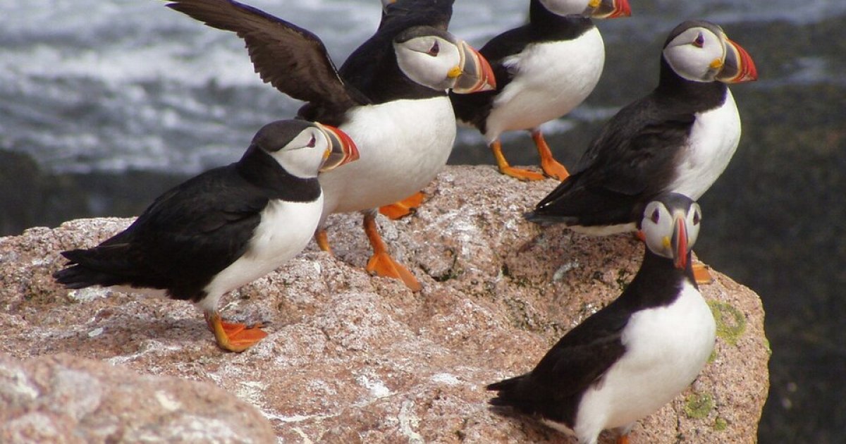 Baby Puffin Filmed for First Time on Northern Ireland Island After Scientists Used Fake Birds to Attract the Species ins