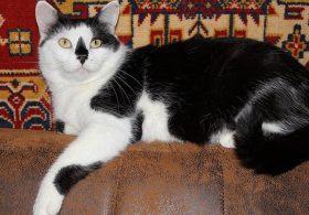 International Cat Day 2026: Why August 8 Is Celebrated and 10 Facts About Cats
