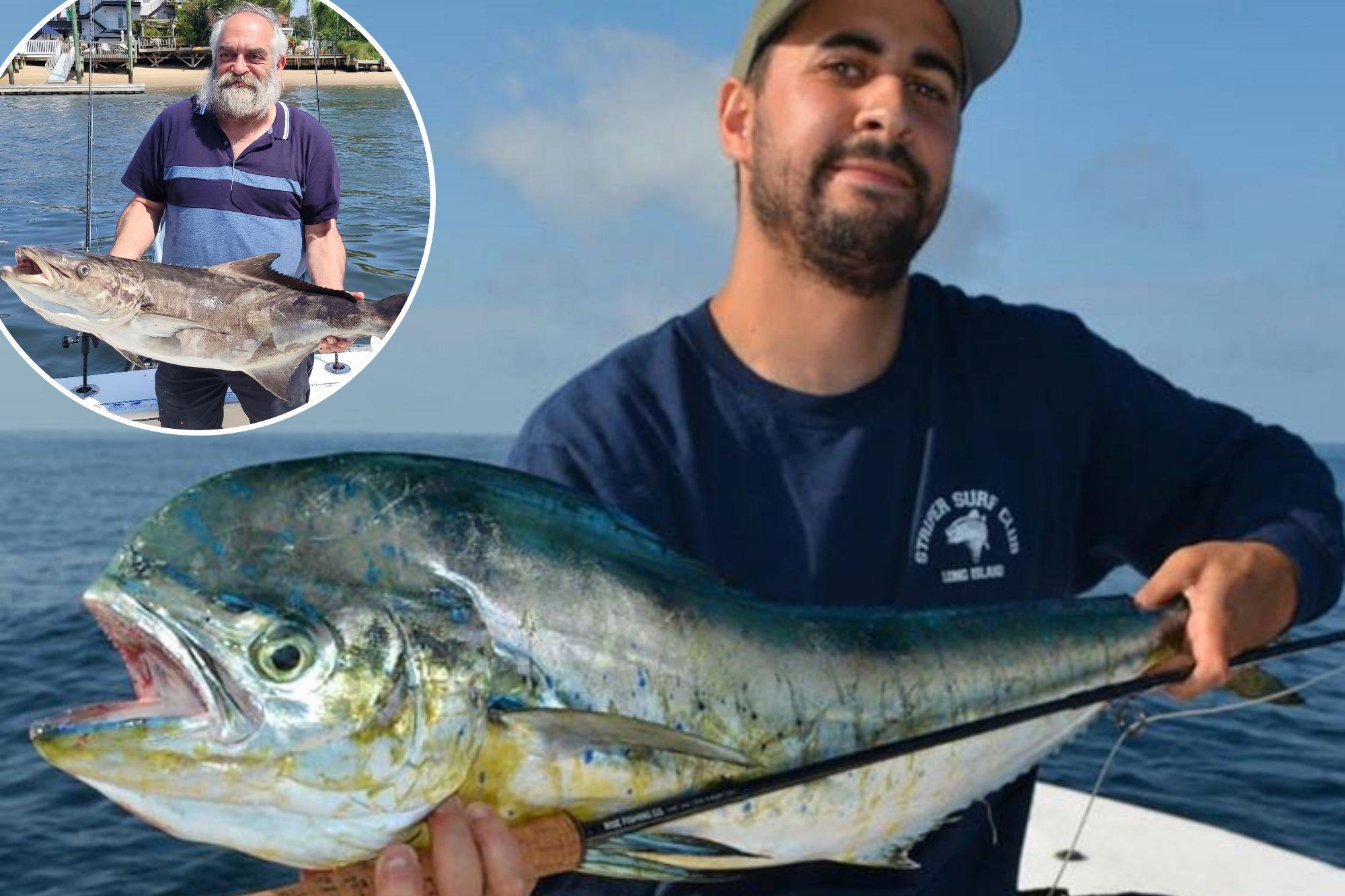 Mahi mahi invade NYC as waters warm — and tri-state fishermen are racing for the boats and catching their dinners ish hp 1