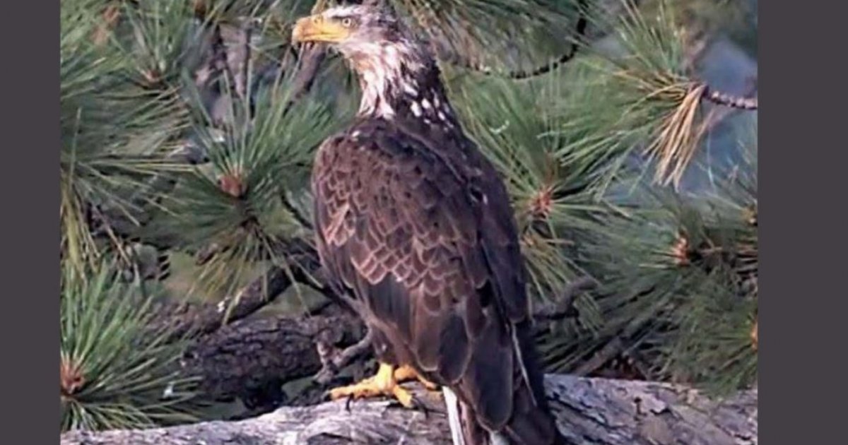 Jackie the Big Bear Bald Eagle Health Update: New Tests Show Anemia Has Significantly Worsened jackie big bear bald eagle