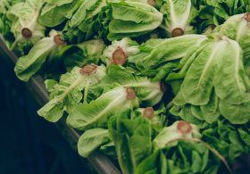 Is It Safe to Eat Lettuce and Other Fresh Produce as Cyclospora Outbreak Wanes?