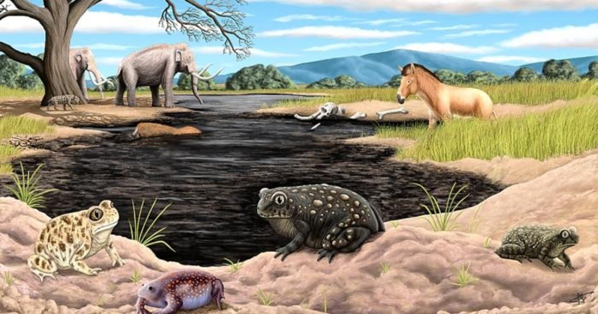 Scientists Discover New Ice Age Toad Species Hidden in La Brea Tar Pits la brea tar pits