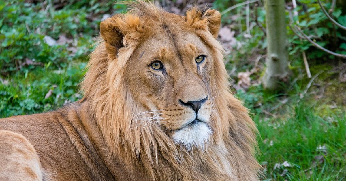 World Lion Day 2026: Why the World's Lions Are Under Threat and How Many Are Left? lions are disappearing how many remain wild 2026