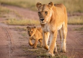 300-pound lioness and cub reportedly on the loose in central Indiana