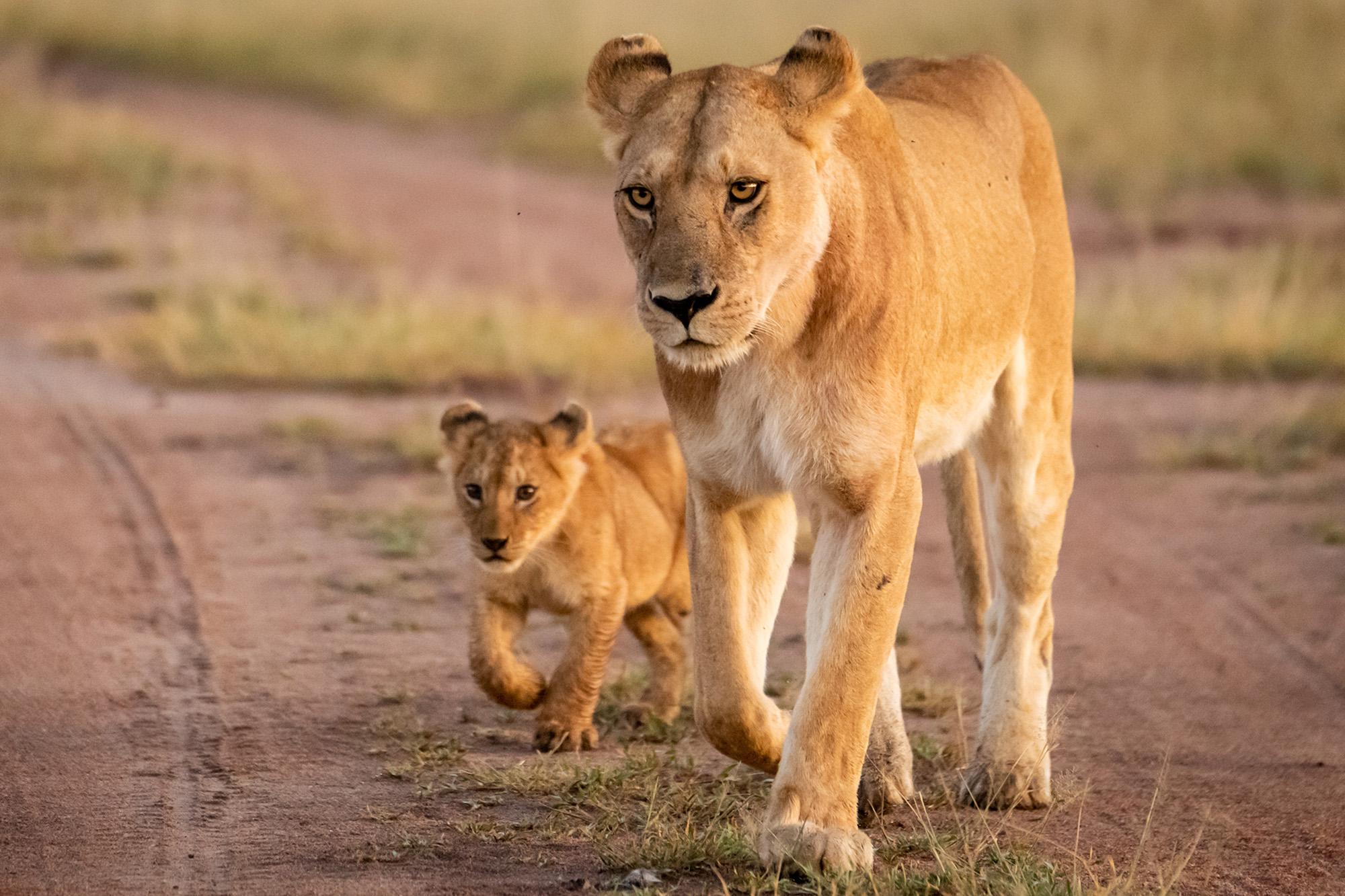 300-pound lioness and cub reportedly on the loose in central Indiana lions indiana comp