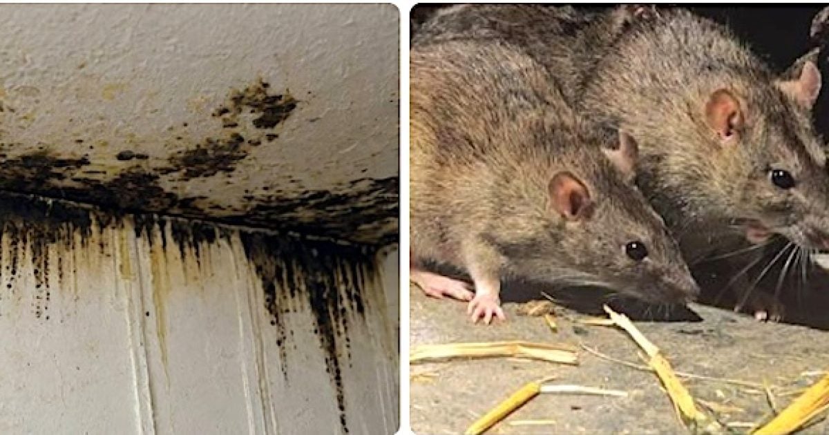 ‘You can’t make this up’: Barack Obama Elementary School shuts down due to mold and rodents mold rats rodents x jpg 1200x630 1