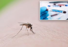 Number of NYC mosquito pools testing positive for West Nile virus has doubled since last year: health officials