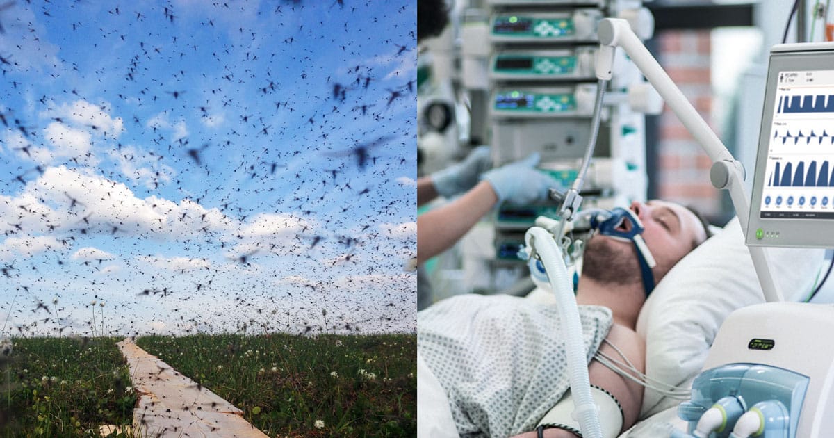 Mosquitoes Spread Deadly Virus in Multiple States, Cases Surge mosquito virus deadly