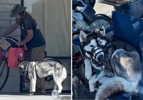 ‘Sweetie’ the husky rescued from alleged abuse after being dragged behind bike by homeless man