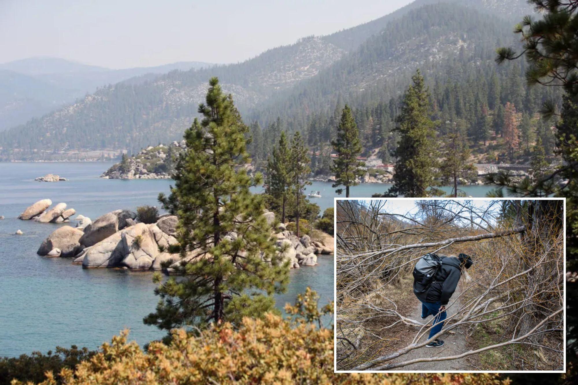 Tree poisoner on the loose in Lake Tahoe after spate of attacks at popular beach cove newspress collage 14djxxqpz 1785891486226
