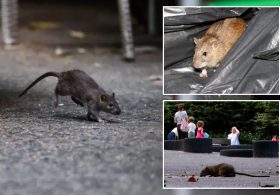 NYC ramps up war against rats with new, 14-day inspection rules after 311 complaints