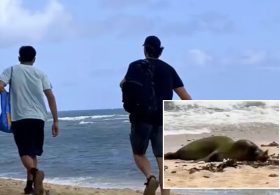 Hunt for two men caught attacking endangered Hawaiian seal with rock on paradise beach