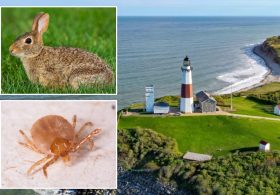Fourth case of rare, highly infectious ‘rabbit fever’ confirmed on Long Island