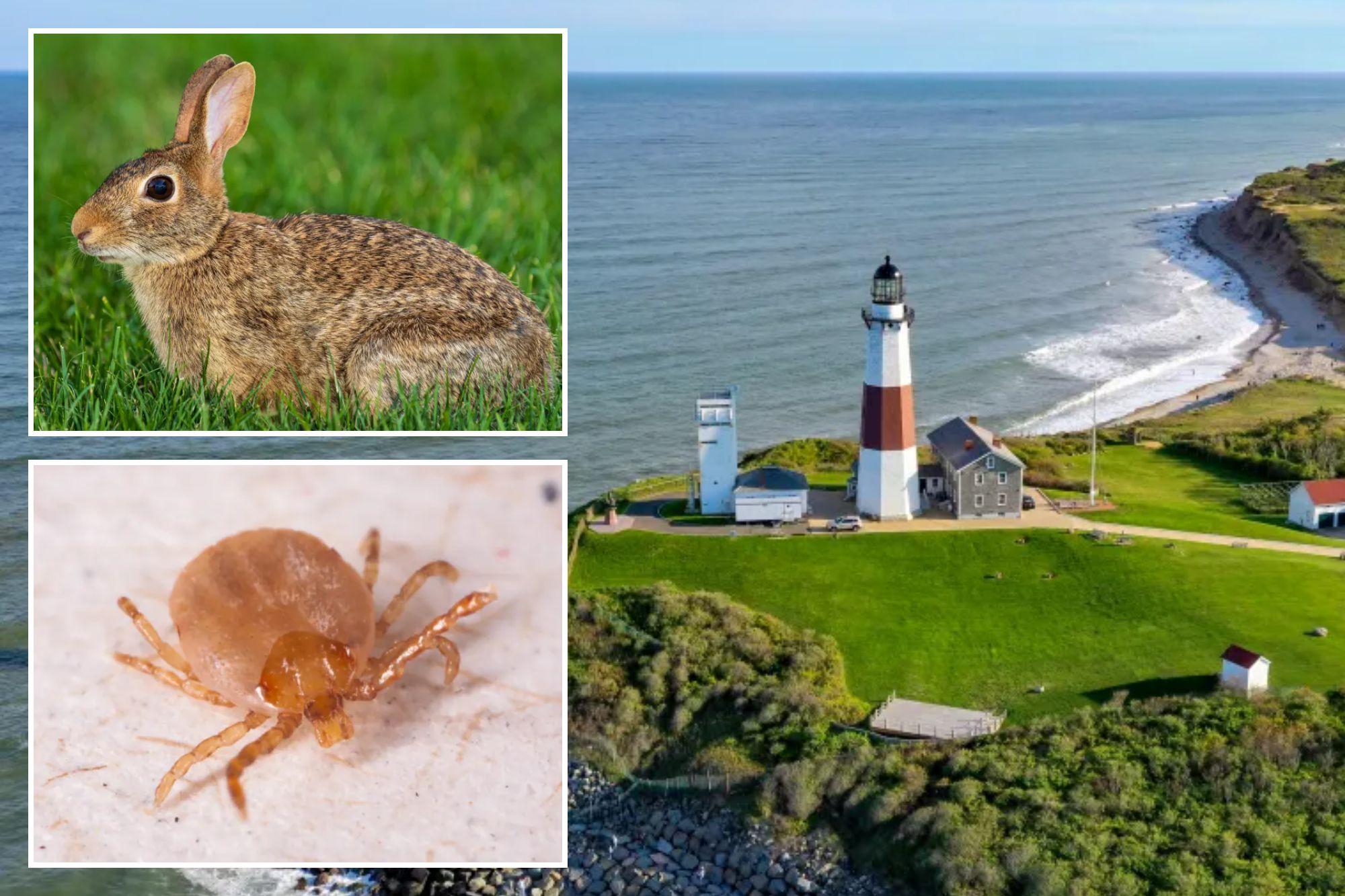 Fourth case of rare, highly infectious ‘rabbit fever’ confirmed on Long Island newspress collage w7c4mlzeo 1786093574227
