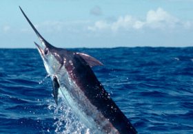 WATCH: Two Fishermen Hook ‘Monster’ that Might Be East Coast’s Biggest Catch of Its Kind