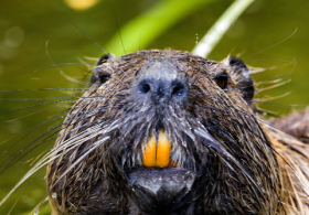 Rabid Beavers Attack Two Teenagers at Maryland State Park