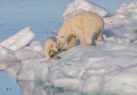 Who Is Momota? Japan’s Viral Polar Bear Cub Has an Unusual Obsession With Traffic Cones