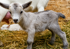Rabid Baby Goats Spark North Carolina Petting Zoo Scare: What Happened?
