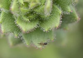 Darwin Was Right: Sticky Alpine Flower Confirmed as Carnivorous 150 Years After His Prediction