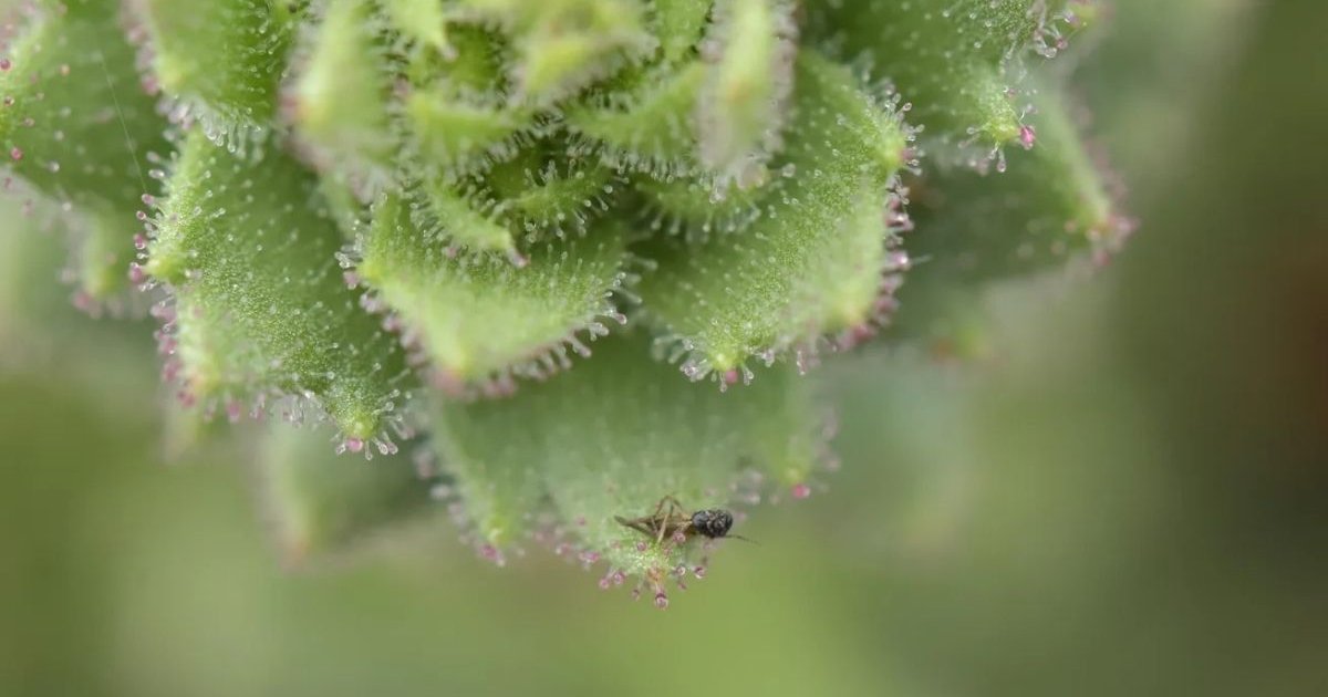 Darwin Was Right: Sticky Alpine Flower Confirmed as Carnivorous 150 Years After His Prediction raga candelabrum trapping insect prey