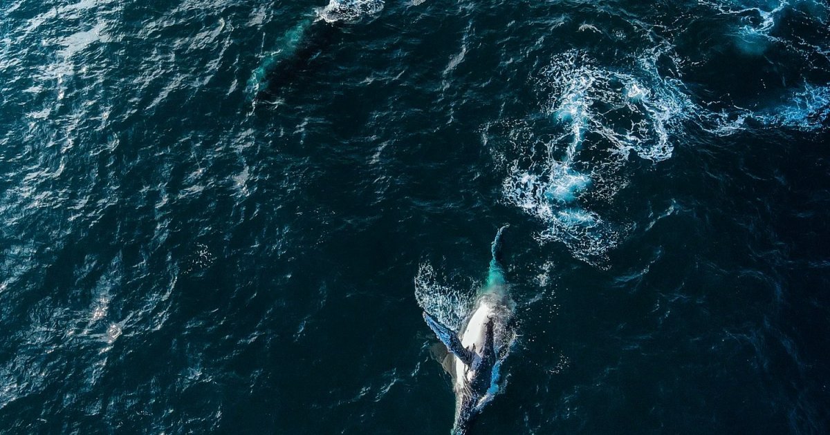 Watch: Rare Drone Video Shows Humpback Whale Giving Birth During Australia's Migration Season reshwater humpback whales