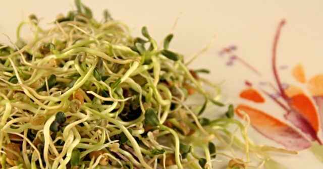 Another Foodborne Illness Sickens Midwesterners, This Time Sprouts from Minnesota Grower sprouts 640x335 1