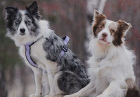 Dogs Can Tell When You’re Sad or Afraid: Scientists Just Saw the Difference in Their Brains