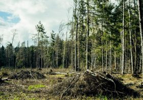 UN Warns Biodiversity Goals At Risk As Corporate Action Lags Ahead Of COP17