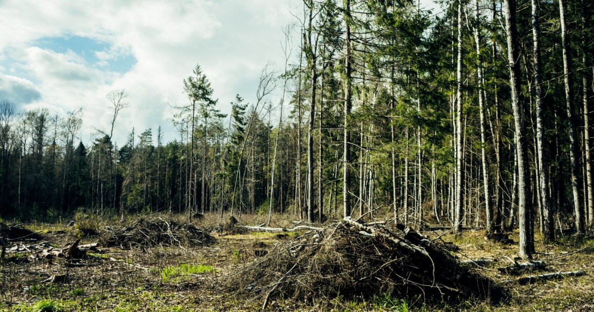 UN Warns Biodiversity Goals At Risk As Corporate Action Lags Ahead Of COP17 un