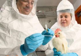 Australia records first H5N1 case in a mammal as bird flu outbreak expands