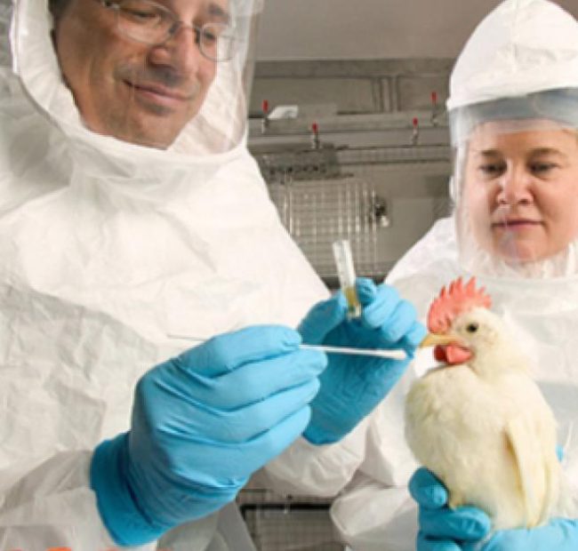 Australia records first H5N1 case in a mammal as bird flu outbreak expands