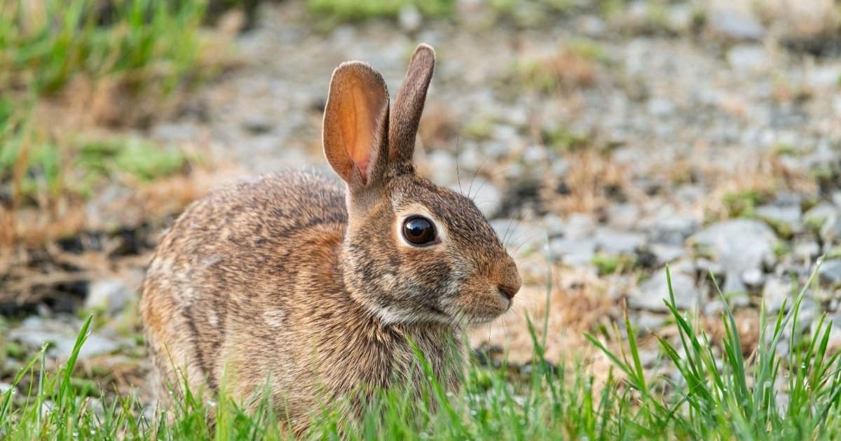 What Is Rabbit Fever? Three Probable Cases Reported in New York; CDC Explains Symptoms and Risks wild rabbit sits grassy habitat