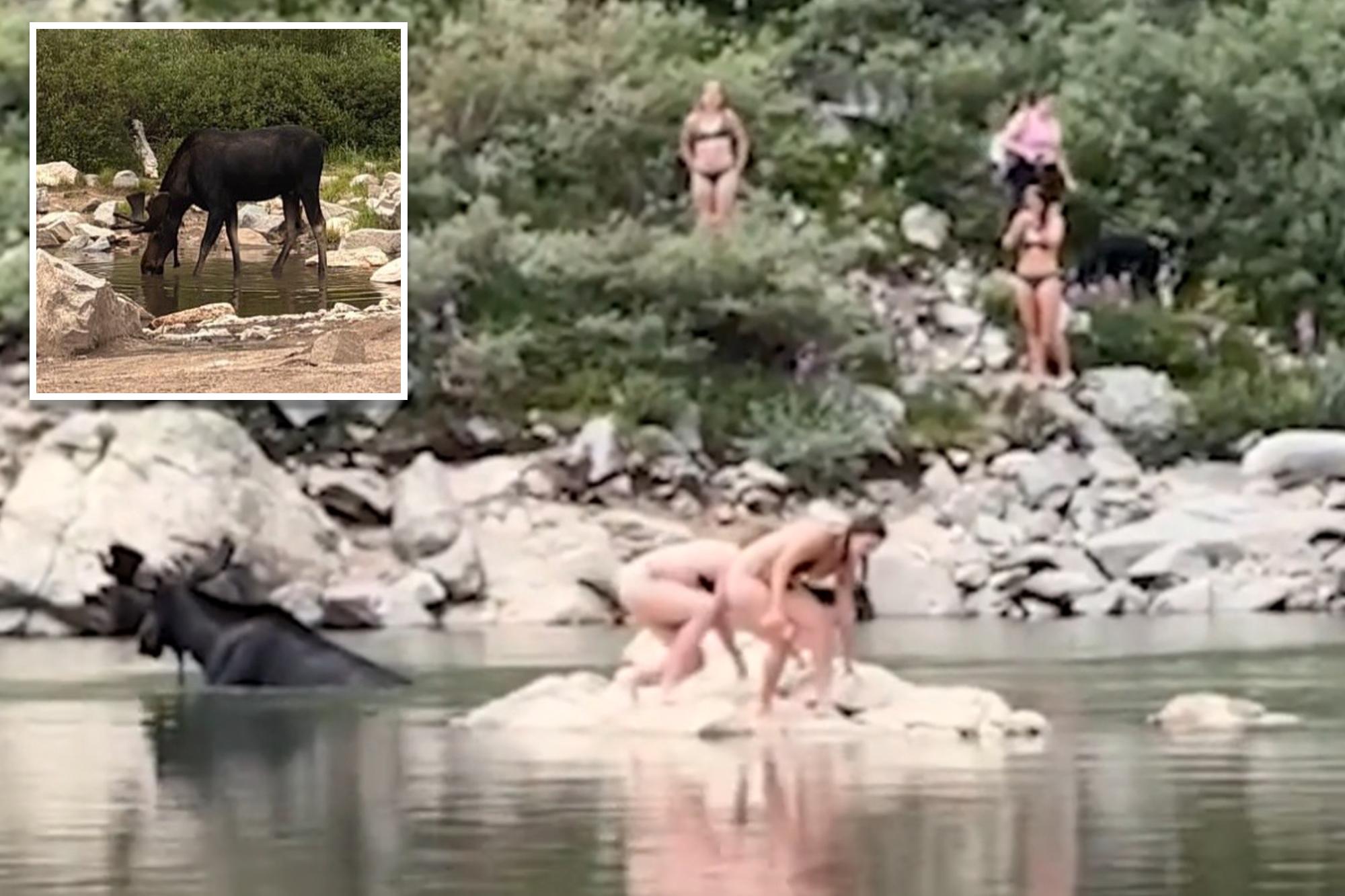 Moose gets shockingly close to Colorado swimmers: video wild video shows moose getting 136327609