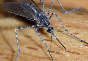 World Mosquito Day 2026: 10 Facts About the World’s Deadliest Animal