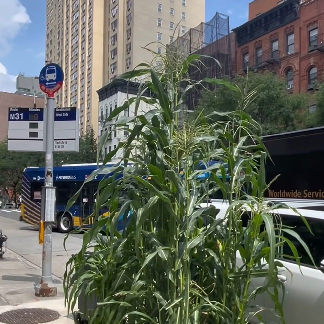 Neighbors Rally After a Manhattan Preschool’s Corn Stalks Are Vandalized 00xp corn crime 01 kjlh mediumSquareAt3X