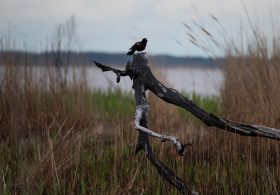 Trump Administration Moves to Drop Protections for More Wetlands