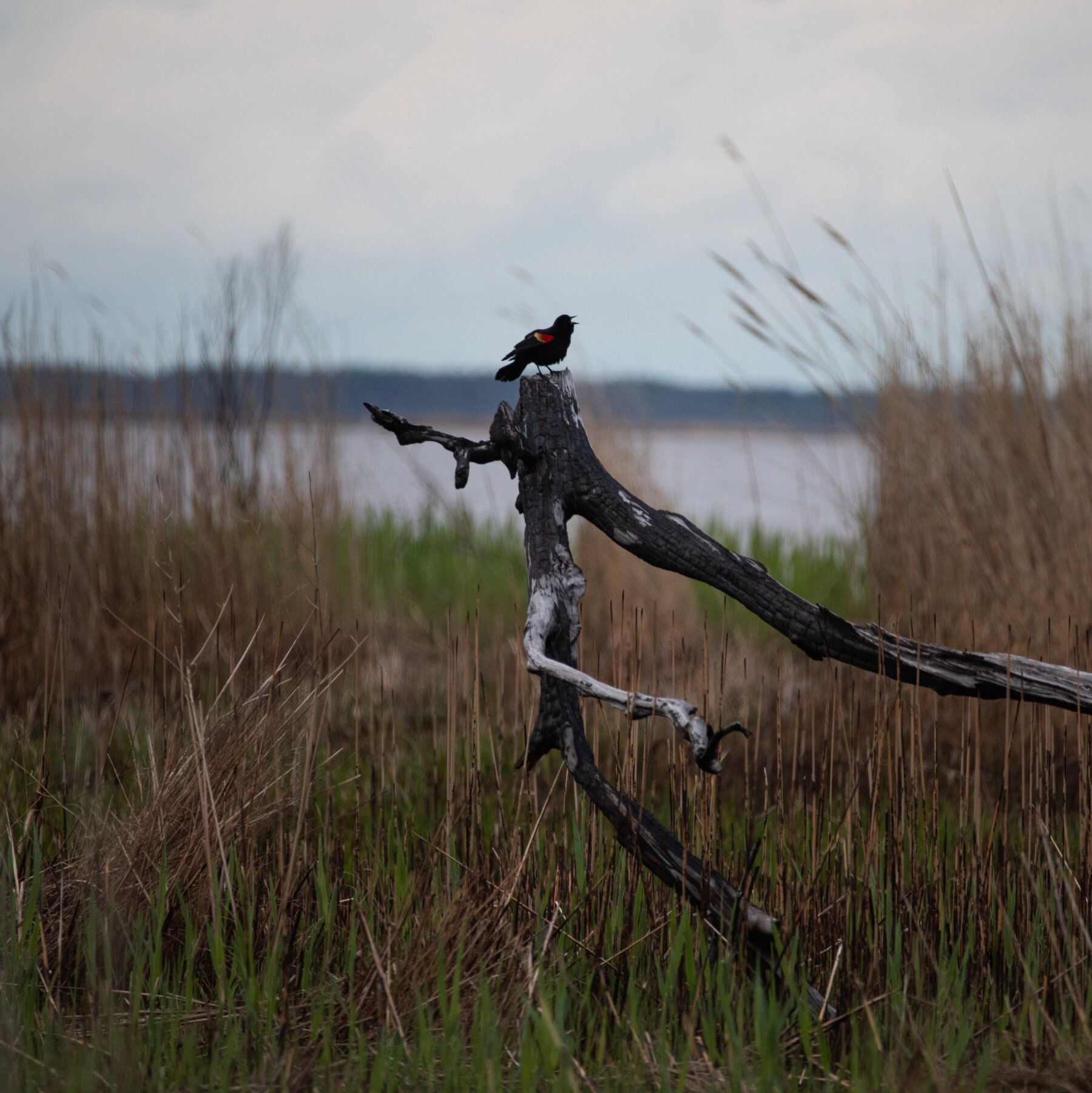 Trump Administration Moves to Drop Protections for More Wetlands 04cli wetlands jlcg mediumSquareAt3X