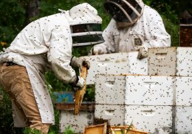 A Bad Year for Bees Gets Worse as Trump’s Tariffs Hit Canada’s Honey Belt