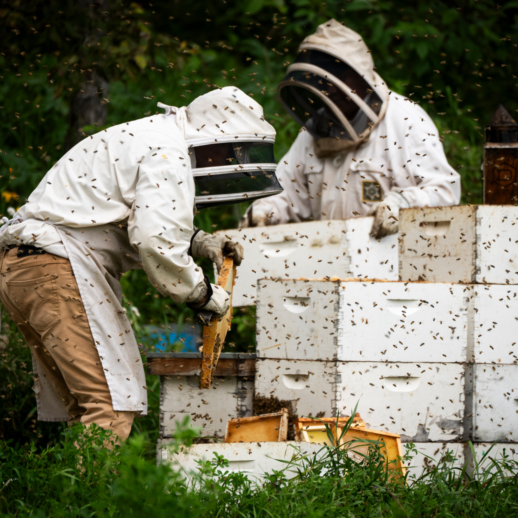 A Bad Year for Bees Gets Worse as Trump’s Tariffs Hit Canada’s Honey Belt 06int canada bees 01 vjtg mediumSquareAt3X