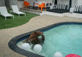 Bears in Los Angeles Are Getting Their Close-Ups, Ready or Not