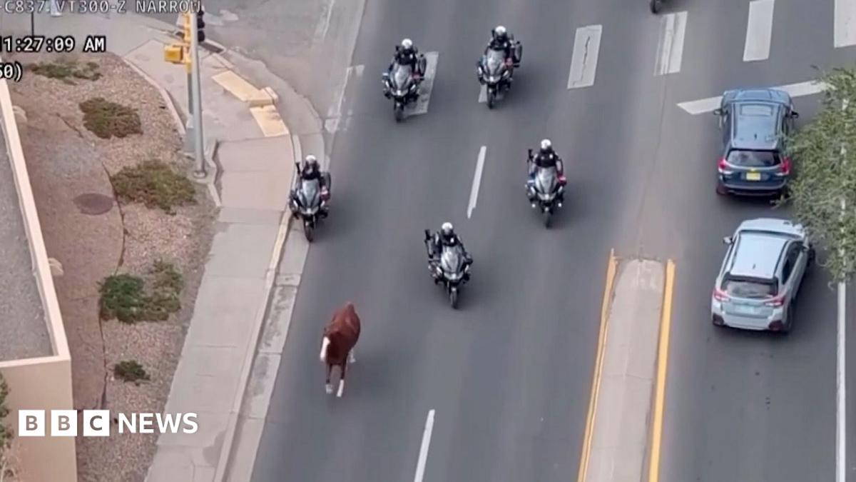 Runaway horse captured by police on motorbikes 1 87e9 b3bd4eb00d4c