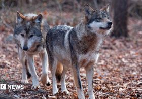 Trump signs order to remove endangered species protection for grey wolves
